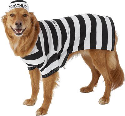 dog prisoner costume|cat in prison jumpsuit.